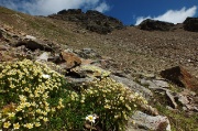 24 Sassifraga di Vandelli e Punta di Ercavallo in alto